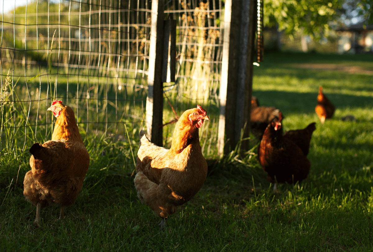 Howden hen crossing image 1