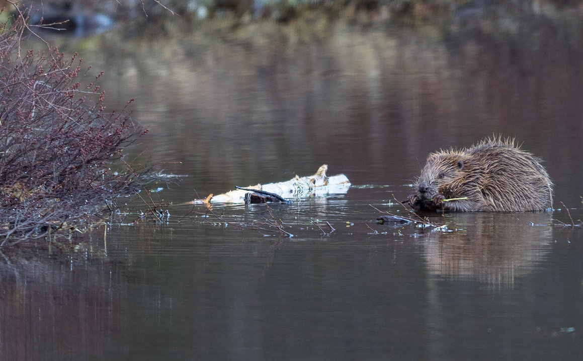 Beavers to protected species in Scotland