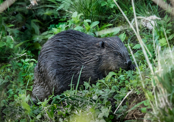 Beavers to become protected species in Scotland