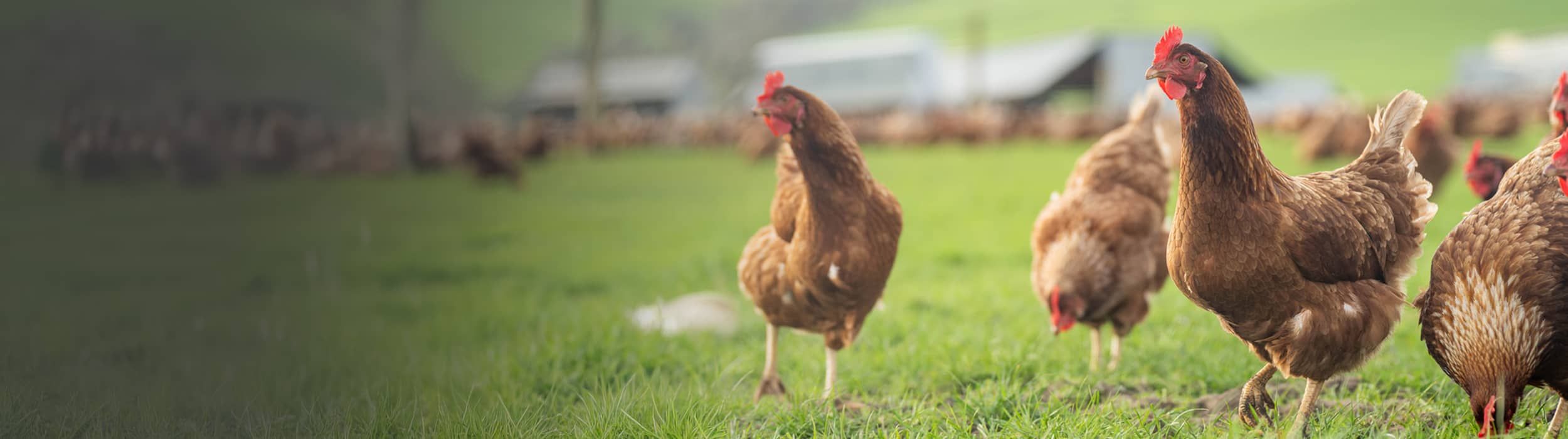 solar farm background